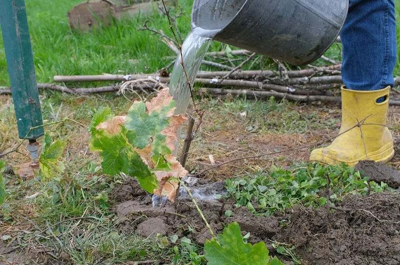 Продажи садовой техники в Краснодаре выросли на 18%: жители активно готовятся к дачному сезону