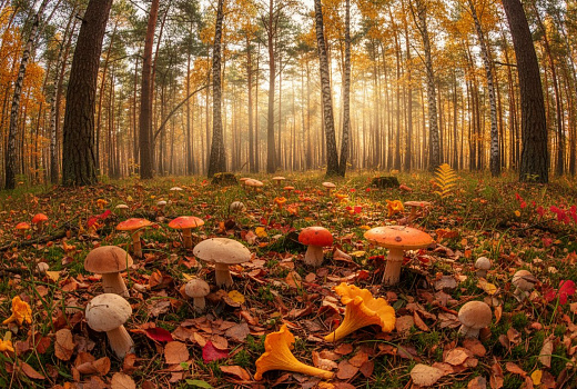 Грибной бум зафиксирован в России в октябре 2025 года