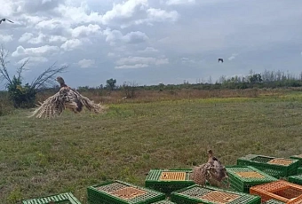 На Кубани провели первый осенний выпуск фазанов