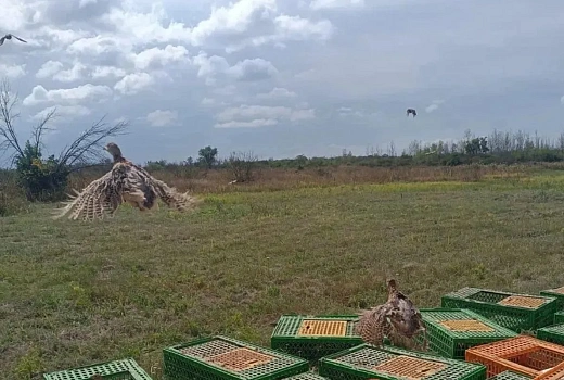 На Кубани провели первый осенний выпуск фазанов