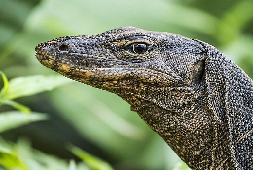 Жители Москвы увидели в городе прогуливающегося варана