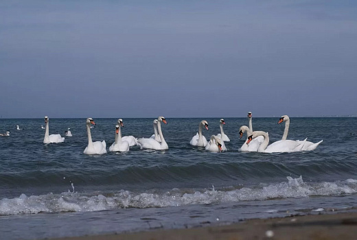 Сочи, Краснодар и Анапа вошли в топ-10 городов для спонтанных поездок в январе 2026