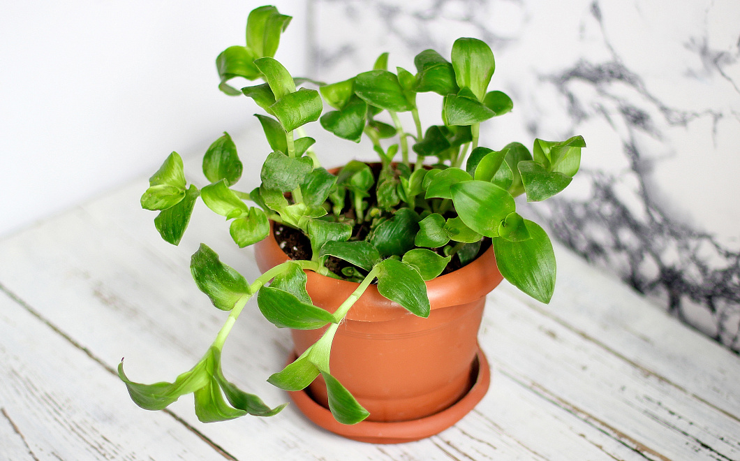 Зеленые защитники: насекомые не переступят порог дома