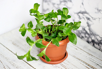 Зеленые защитники: насекомые не переступят порог дома