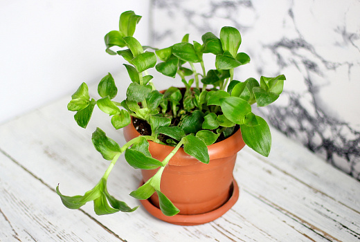 Зеленые защитники: насекомые не переступят порог дома