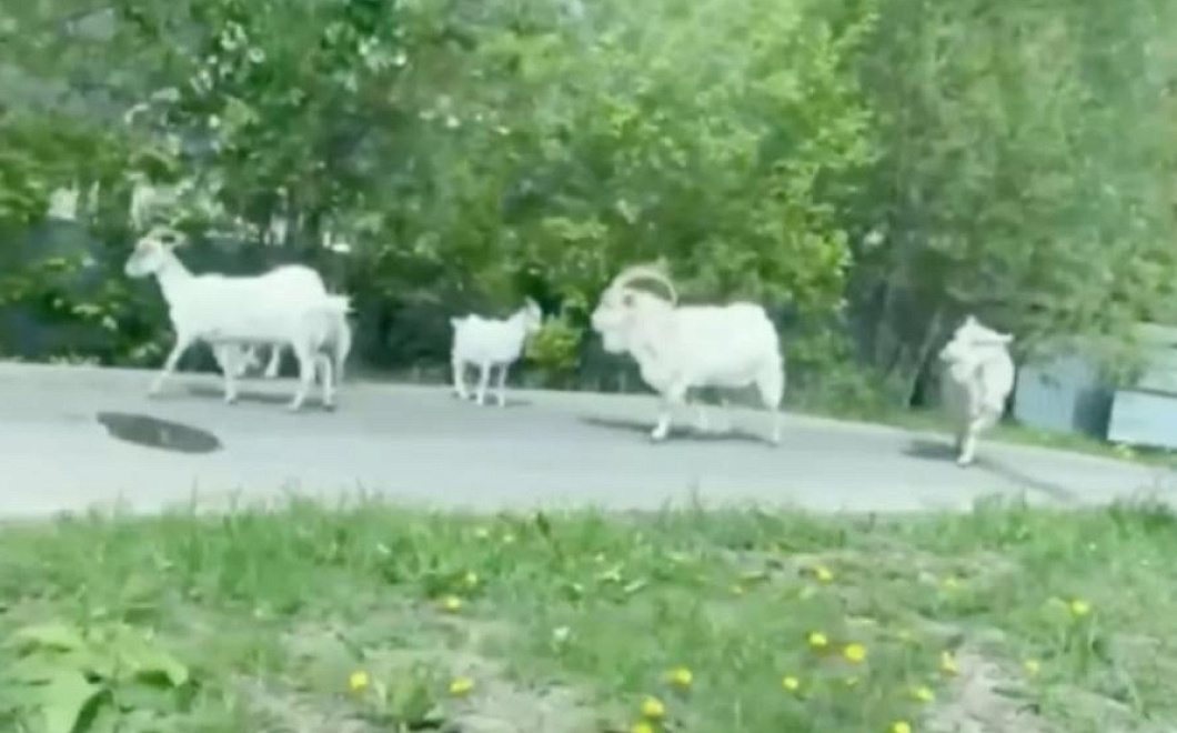 Козы вышли к многоэтажкам в Москве и развеселили пользователей сети