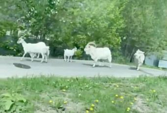 Козы вышли к многоэтажкам в Москве и развеселили пользователей сети