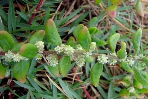Эрва шерстистая: хирургический эффект без вмешательства