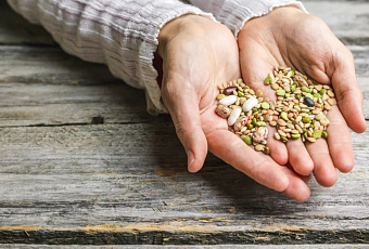 Импорт семян в Краснодарский край сократился на 41% в 2025 году, до 1 тыс. тонн