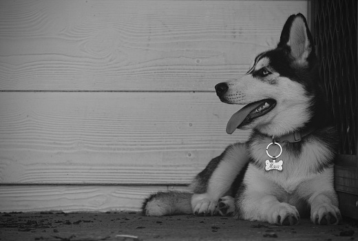 В Башкирии мужчина зарубил лопатой хаски соседки