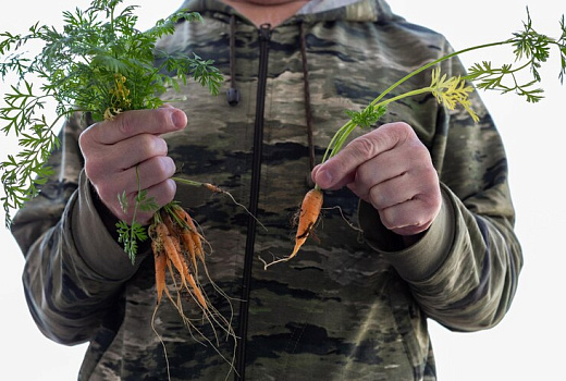 Отходы с огорода: как утилизировать ботву после уборки огорода