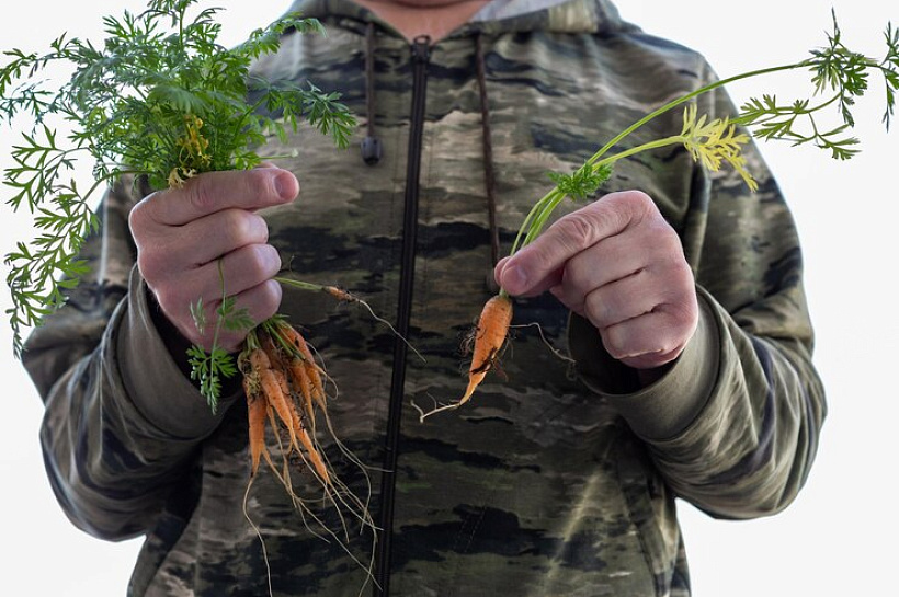 Отходы с огорода: как утилизировать ботву после уборки огорода