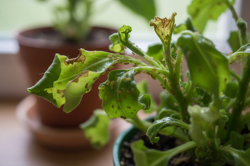 Как избавиться от тли на комнатных растениях: признаки заражения и методы борьбы