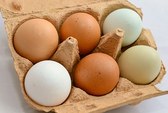 Какая разница: диетолог рассказал, чем отличаются белые яйца от коричневых
