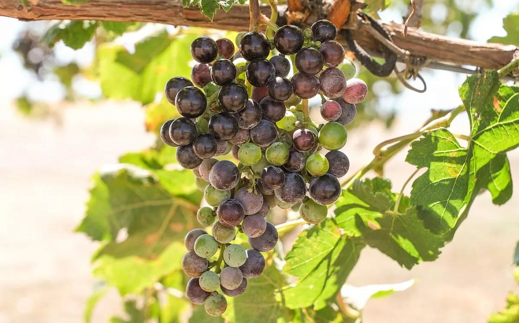 Ученые Кубани создают первые российские клоны винограда