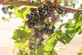 Ученые Кубани создают первые российские клоны винограда