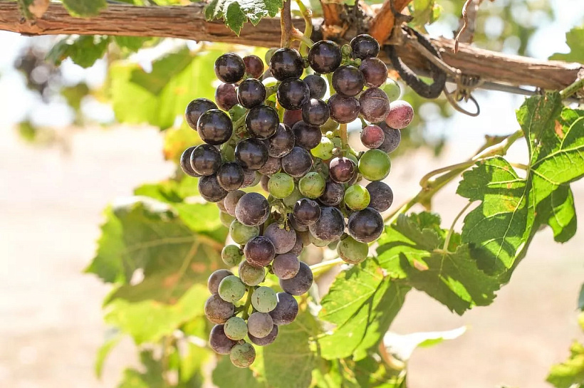 Ученые Кубани создают первые российские клоны винограда