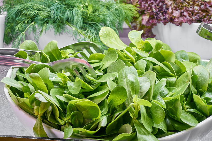 Три веских причины, по которым женщина должна есть шпинат каждый день 