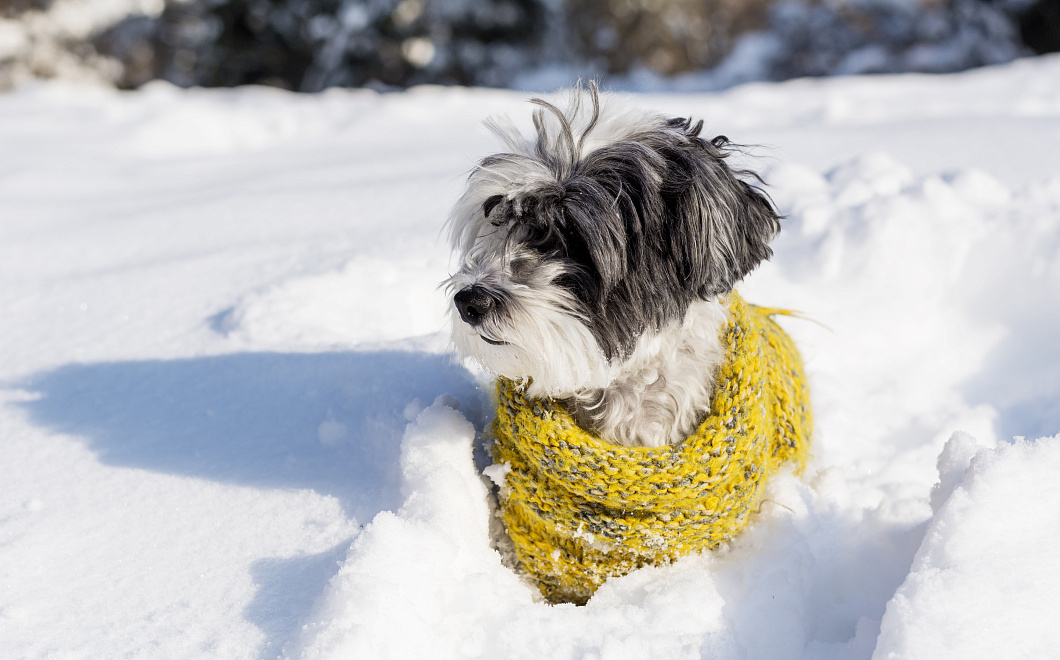 Утепляться зимой нужно не только людям: как позаботиться о своем любимце
