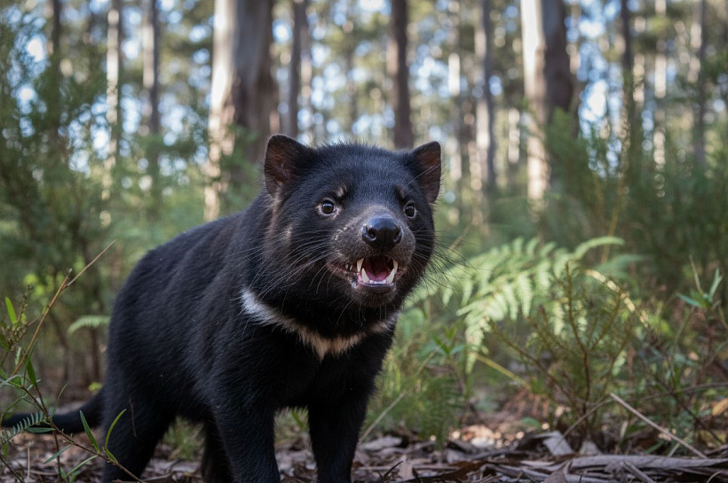 Тасманские дьяволы вернулись на материковую Австралию после 3000 лет отсутствия