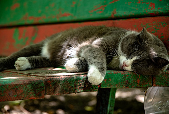 Что видит во сне кот: вы бы этого не выдержали