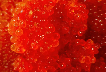 В Крыму к Новому году подешевела красная икра горбуши и кеты