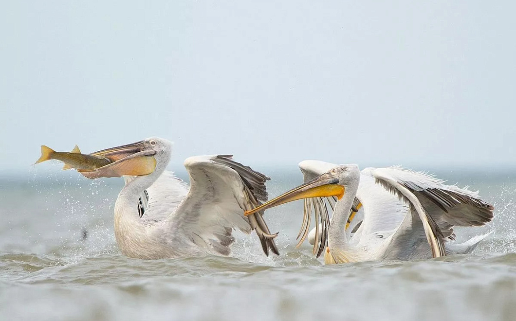Редкие пеликаны и гагары прибыли на зимовку в природный парк «Анапская пересыпь»