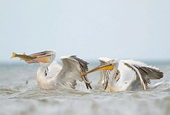 Редкие пеликаны и гагары прибыли на зимовку в природный парк «Анапская пересыпь»