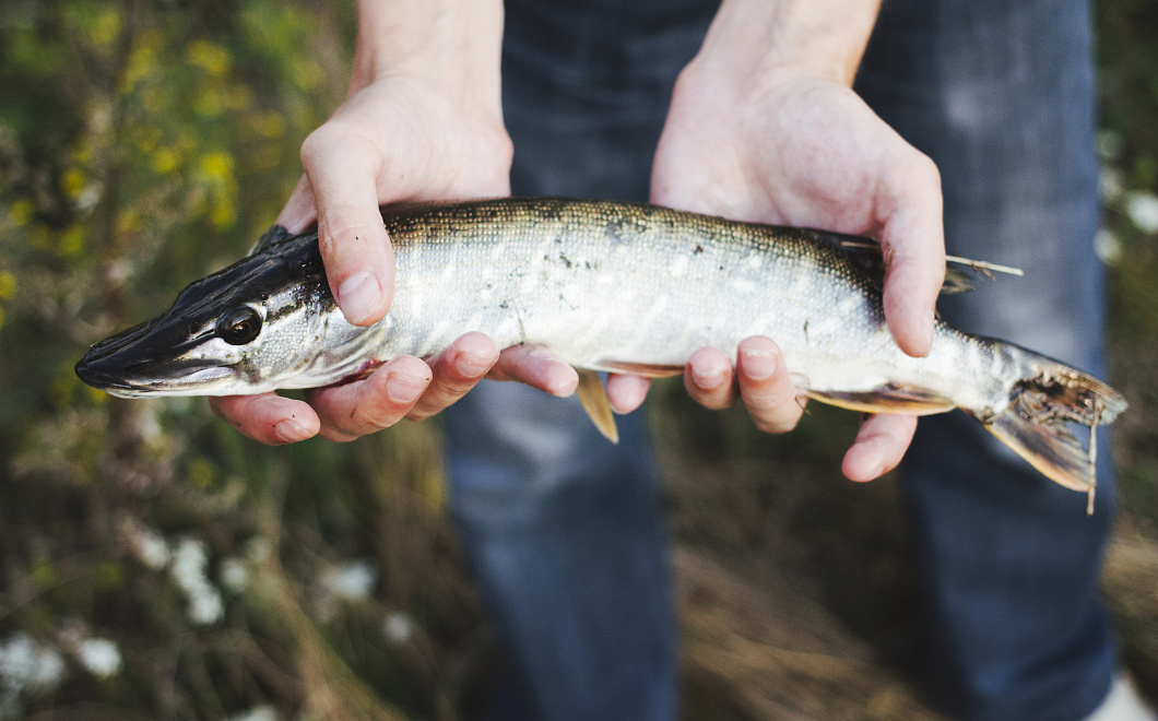Сокровища рек: чем полезна пресноводная рыба для здоровья