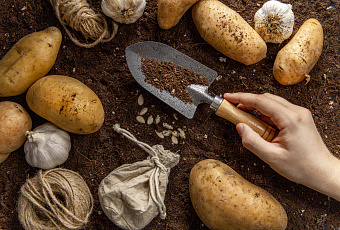 Отличное время для посадки: какие овощи идеально подойдут 