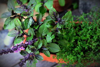 Живые антидепрессанты: 7 растений, которые помогут справиться со стрессом