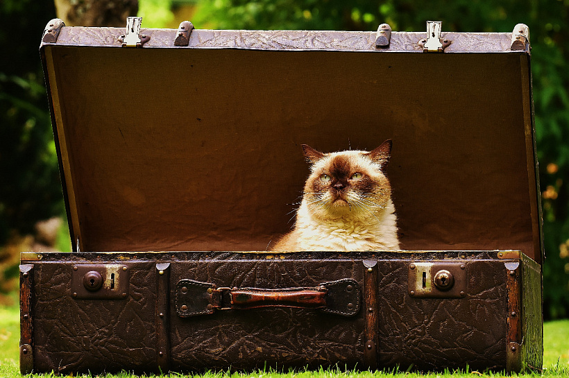 Эксперты рассказали, что делать, если в доме пахнет животными