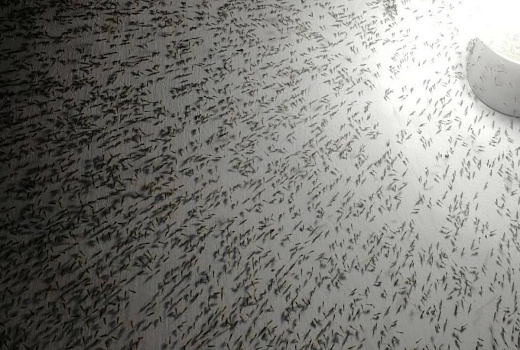 Комары атаковали Анапу: когда насекомых станет меньше