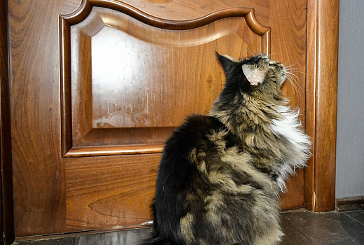 Откройте немедленно! Почему коты не любят закрытых дверей