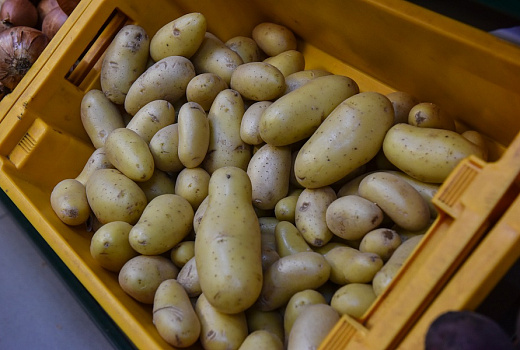 В сухом прохладном месте: почему нельзя хранить картошку в холодильнике