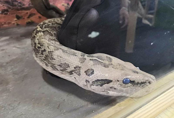 В Анапе у уличного фотографа изъяли змею и черепаху