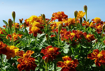 Цветы против сорняков: опытный садовод советует обязательно посеять бархатцы