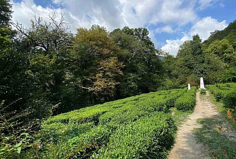 В Сочи разработали новый квест-маршрут для познавательного туризма