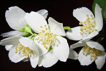 Запахи лечат: какие ароматы целебны, а какие опасны