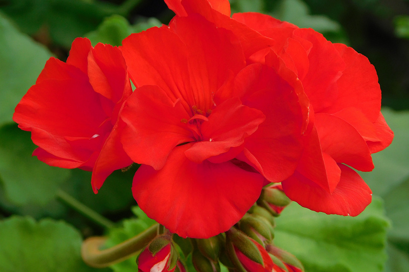 Лекарь и оберег: 5 причин завести герань в доме