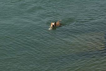 Сочи вошёл в топ-3 популярных направлений для поездок с питомцами в апреле