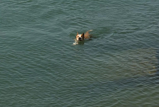 Сочи вошёл в топ-3 популярных направлений для поездок с питомцами в апреле