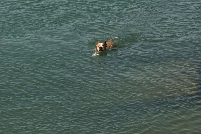 Сочи вошёл в топ-3 популярных направлений для поездок с питомцами в апреле