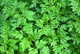 Зеленая защита: пять трав, полезных для щитовидки