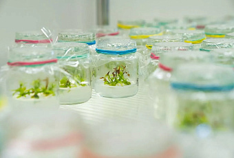 Ученые Сочи создали уникальный банк ценных генов чая