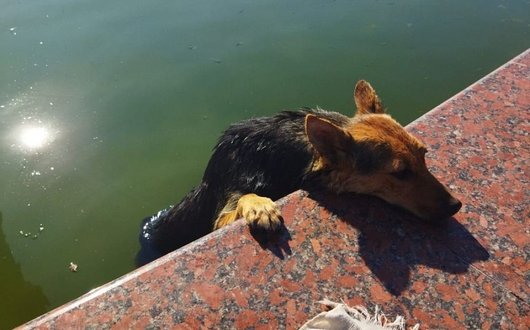 В Новороссийске спасли упавшую в фонтан собаку