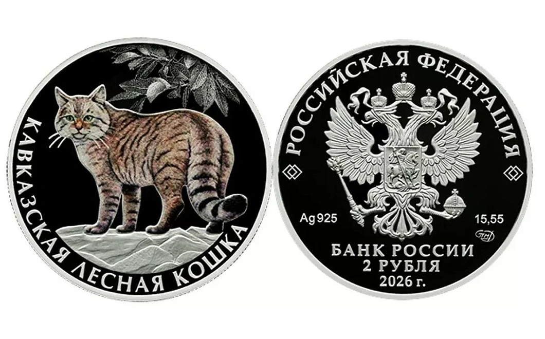 Кавказская лесная кошка появится на новой серебряной монете Банка России