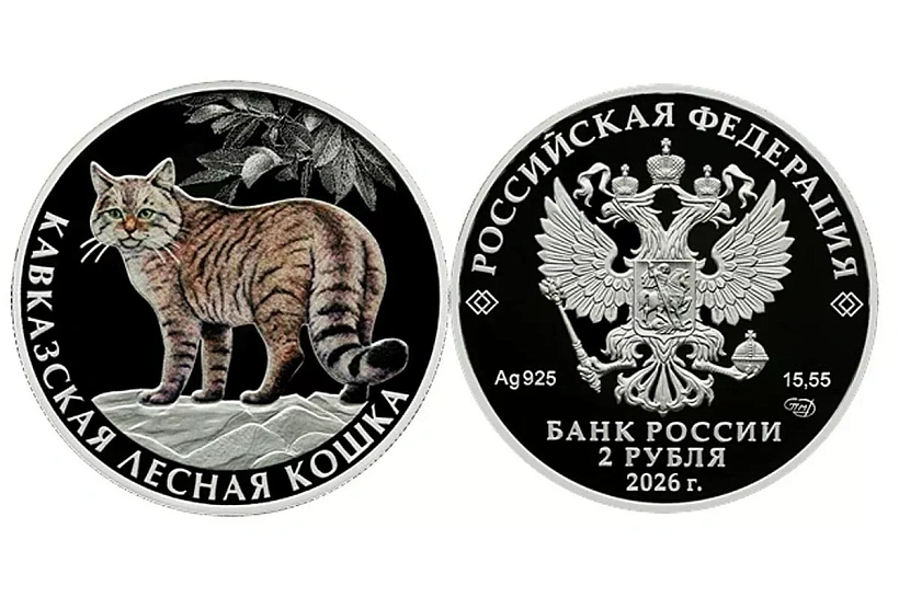 Кавказская лесная кошка появится на новой серебряной монете Банка России