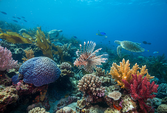 Как маленький хищник спасает подводные экосистемы от полного разрушения