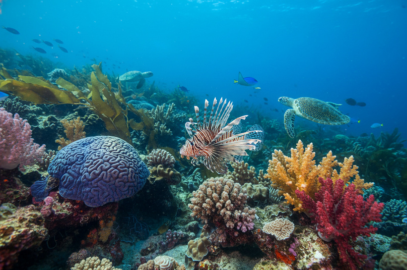 Как маленький хищник спасает подводные экосистемы от полного разрушения